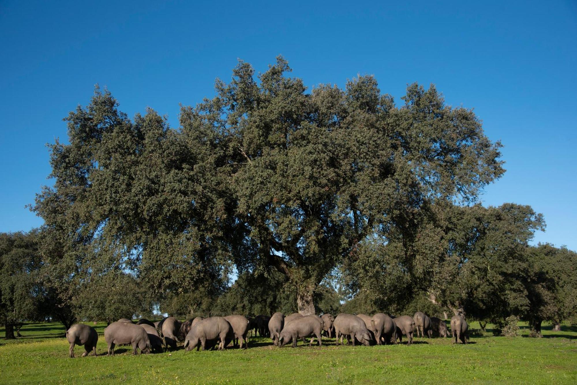 Casa Rural Dehesa De Solana Herrera de Alcántara 外观 照片
