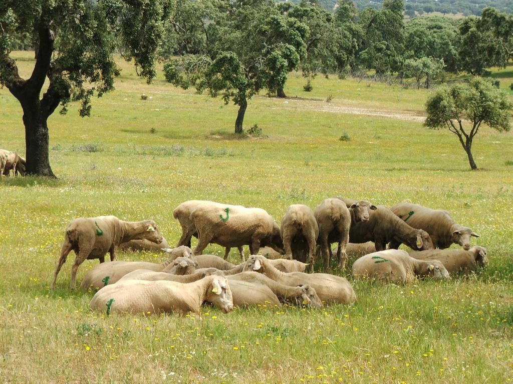 Casa Rural Dehesa De Solana Herrera de Alcántara 外观 照片