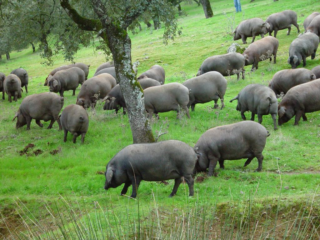 Casa Rural Dehesa De Solana Herrera de Alcántara 外观 照片