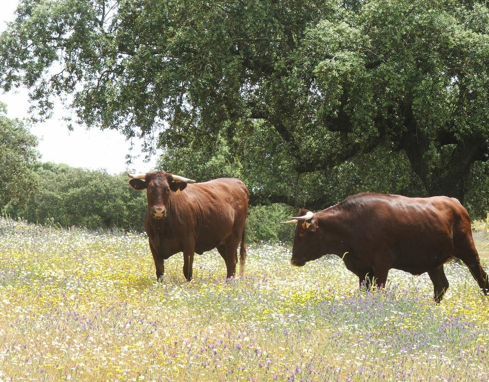 Casa Rural Dehesa De Solana Herrera de Alcántara 外观 照片